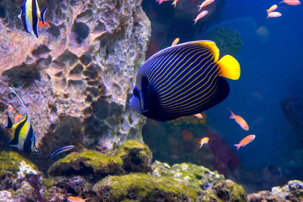 The aquarium inhabitants of the underwater world — Stock Photo, Image