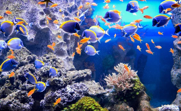 Sualtı Dünya Akvaryum nüfusu