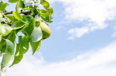 Armut mavi bir bulutlu gökyüzü ile dal