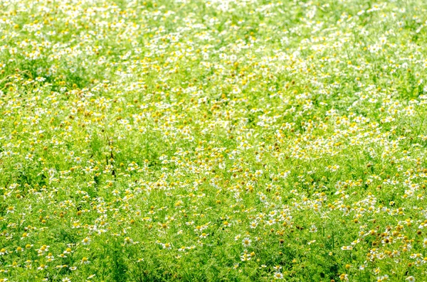 Bir sürü çiçek papatya alanıyla