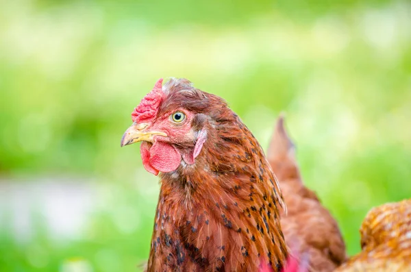 Brun kyckling stående nära vy — Stockfoto