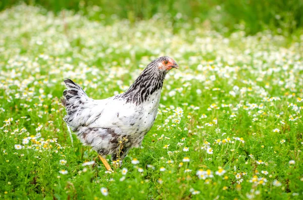 Vit chick i ängen — Stockfoto