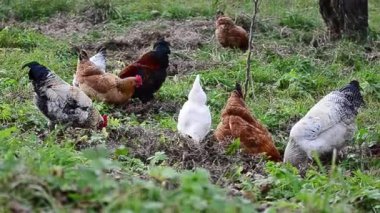 Bahçede gagalamayı tavuk 