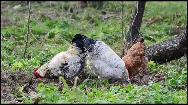 Poulet picorant dans le jardin  