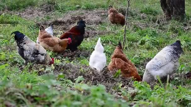 Poulet picorant dans le jardin  