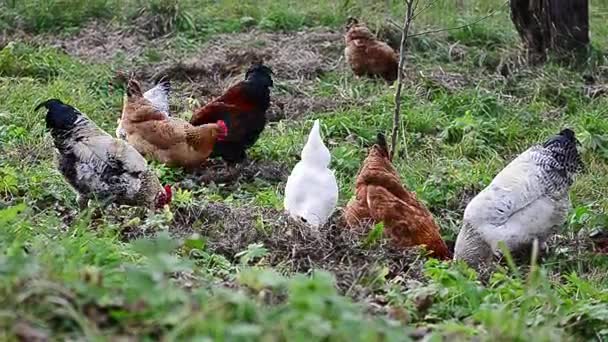Hühner picken im Garten — Stockvideo
