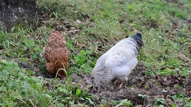 Poulet picorant dans le jardin  