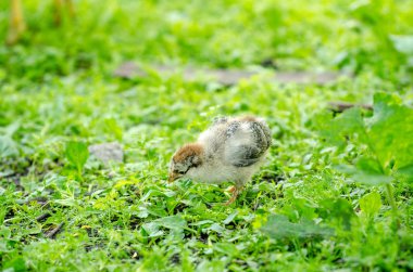 Gri Beyaz tatlı küçük genç bebek piliç