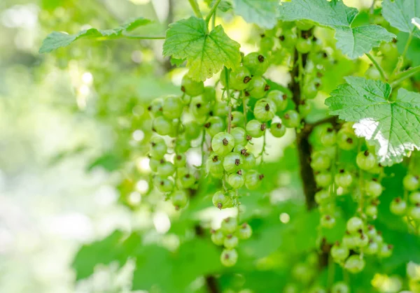 Grosella verde en una rama — Foto de Stock