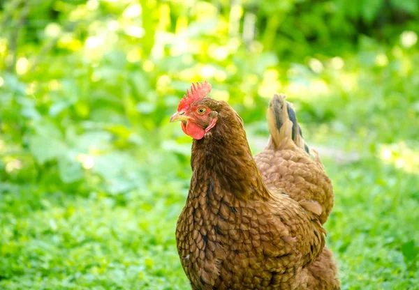 Hem odlade inhemska kyckling — Stockfoto