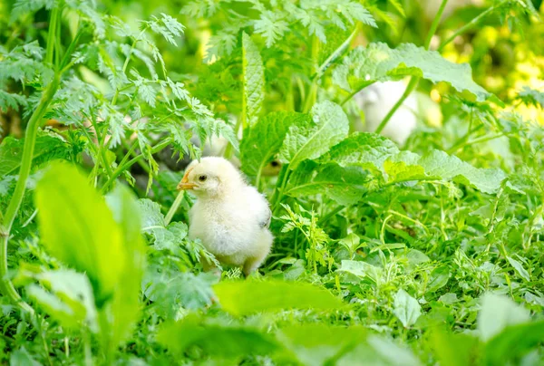 Cute tiny baby white fluffy chick — Stock Photo, Image