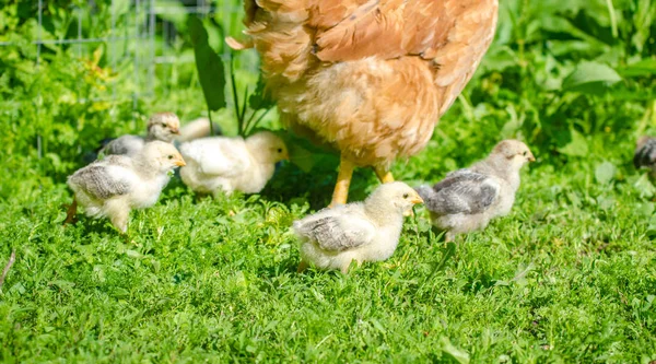 Söt hatchling kycklingar promenader i trädgården — Stockfoto