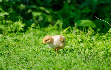 Şirin küçük bebek kahverengi sarı civciv gagalamayı