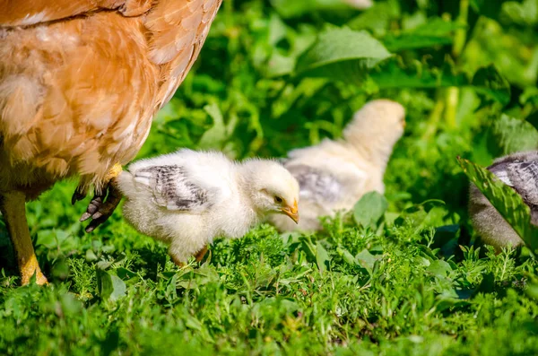 Small cute baby chicks — Stock Photo, Image