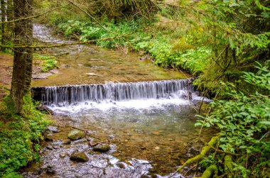 Romanya 'nın herhangi bir yerinde el değmemiş taze yeşil bir ormanda temiz suyla akan akarsu