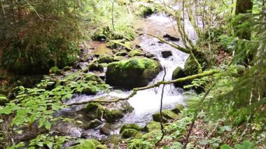 Nehirde akan sular dallar ve bitkiler arasında