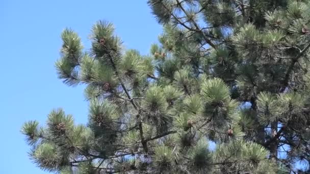 branche de pin dans une vue rapprochée auvent et agitant dans le vent par une belle journée avec un ciel bleu sans nuages sur le fond presque comme si elle est isolée 