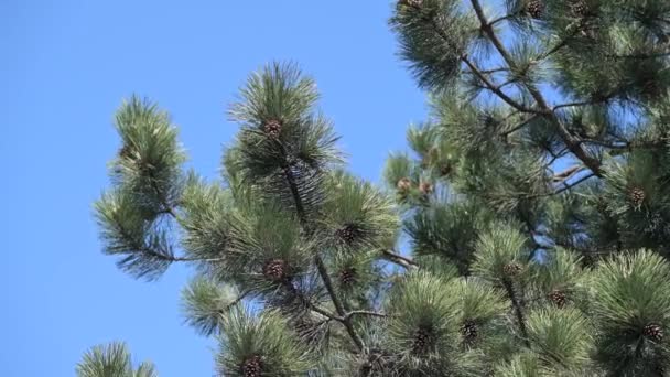 branche de pin dans une vue rapprochée auvent et agitant dans le vent par une belle journée avec un ciel bleu sans nuages sur le fond presque comme si elle est isolée 