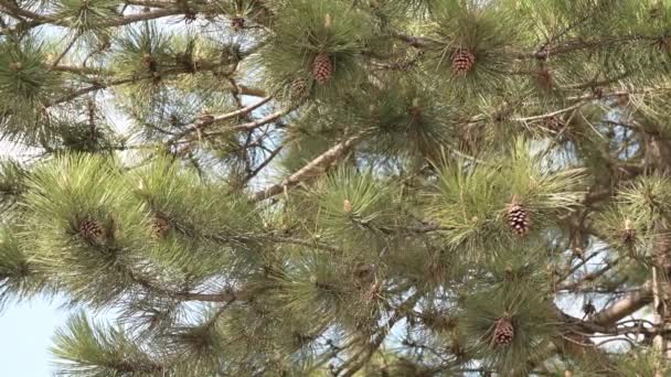 Pine Tree Branch Pines Awning Wind Sunny Day — Stock Video