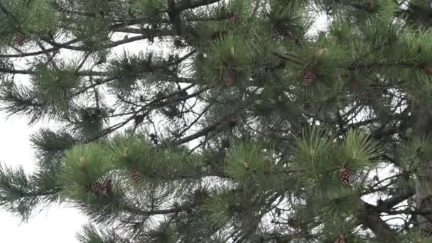 Pine Tree Branch Cones Awning Wind Rainy Day — Stock Video