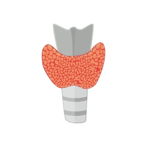 Glándula tiroidea de estilo plano — Archivo Imágenes Vectoriales