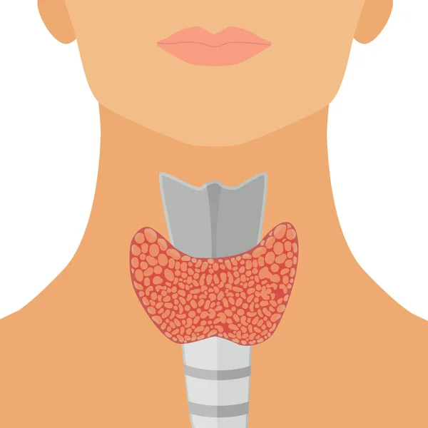 Thyroid gland in flat style — Stock Vector