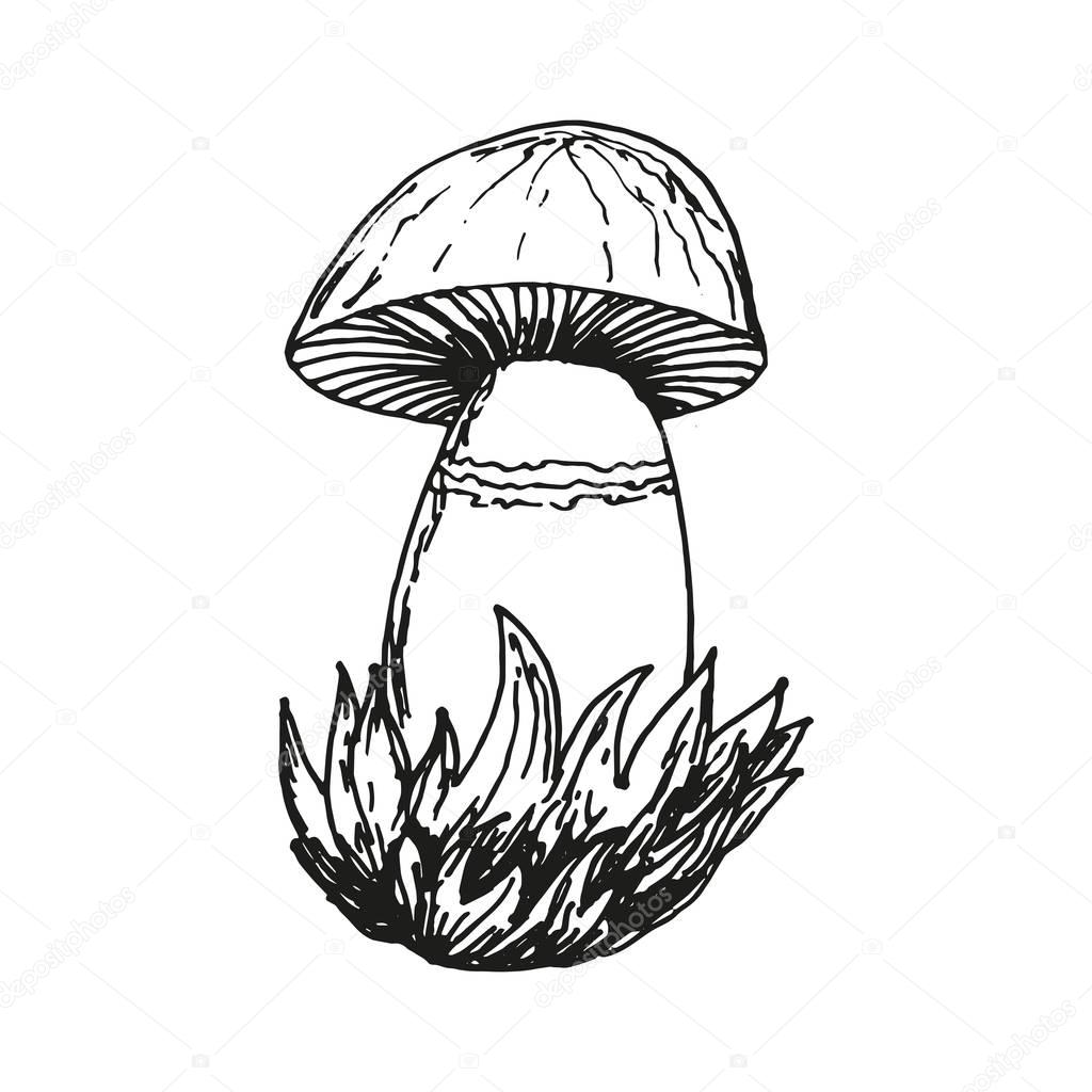Mushroom icon in hand drawn style. For print, logo, creative design. Engraved sketch vector illustration. Isolated on white