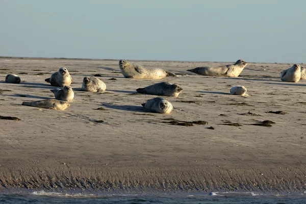 Robben auf der Sandbank — Stockfoto