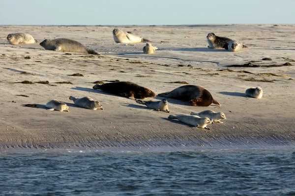 Zeehonden op de zandbank — Stockfoto