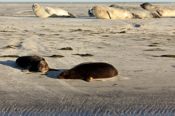 A sandbank a tömítések — Stock Fotó