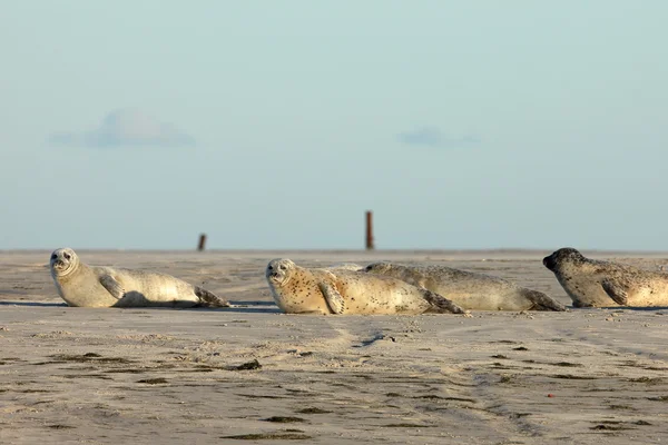 Тюлени на песчаном берегу — стоковое фото