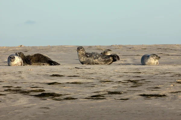 Seals on the sandbank — Stock Photo, Image