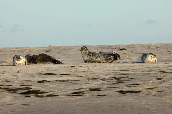 Zeehonden op de zandbank — Stockfoto