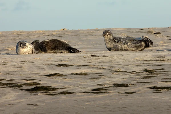 Robben auf der Sandbank — Stockfoto