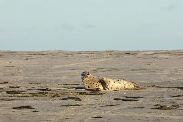 Zeehonden op de zandbank — Stockfoto