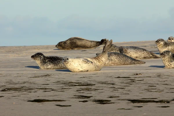 Seals on the sandbank — Stock Photo, Image