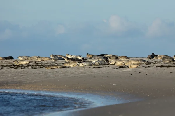 Zeehonden op de zandbank — Stockfoto