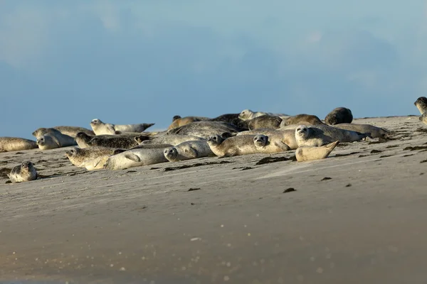 Zeehonden op de zandbank — Stockfoto