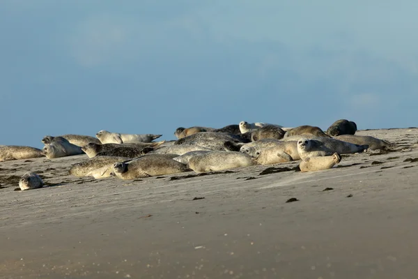 Robben auf der Sandbank — Stockfoto