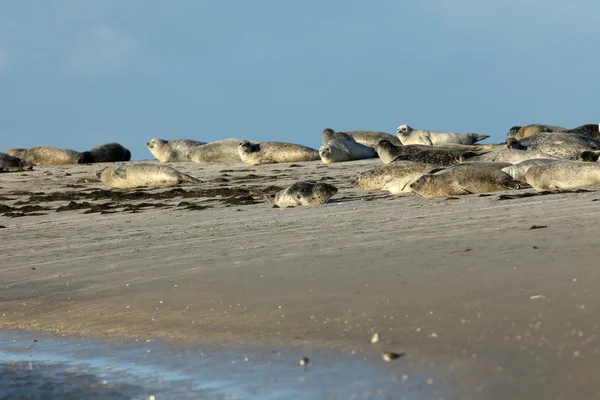 Zeehonden op de zandbank — Stockfoto