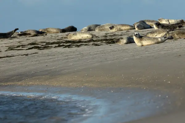Kumsal Seals — Stok fotoğraf