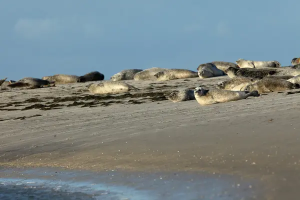 Zeehonden op de zandbank — Stockfoto