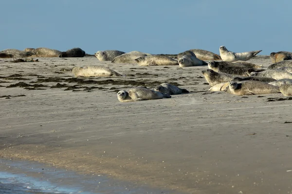 Seals on the sandbank — Stock Photo, Image