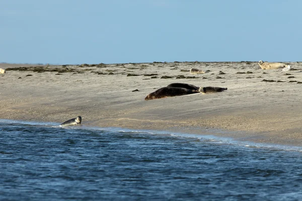 Robben auf der Sandbank — Stockfoto