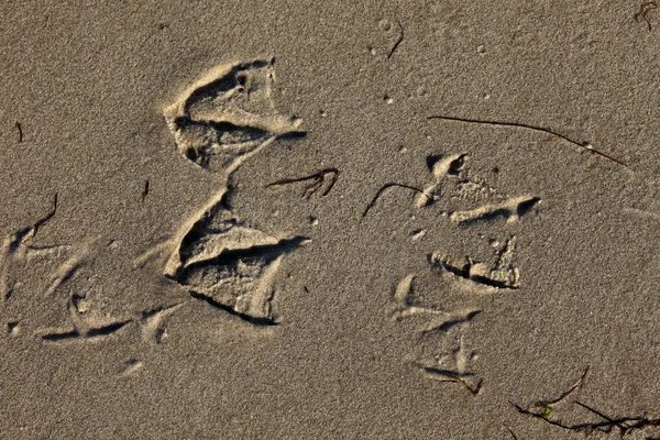 Footprint in the sand — Stock Photo, Image