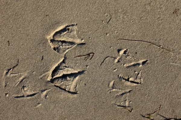 Footprint in the sand — Stock Photo, Image