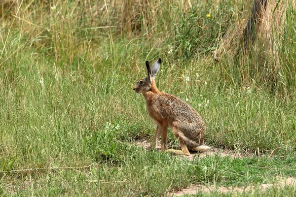 Un conejito de campo salvaje en la naturaleza — Foto de Stock