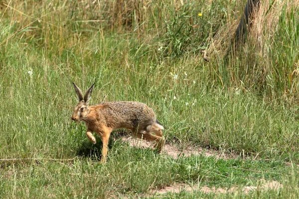 Un conejito de campo salvaje en la naturaleza — Foto de Stock