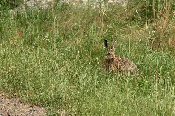 Un conejito de campo salvaje en la naturaleza — Foto de Stock