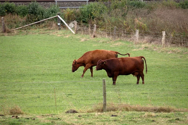 Krowy i bydło na pastwisku — Zdjęcie stockowe